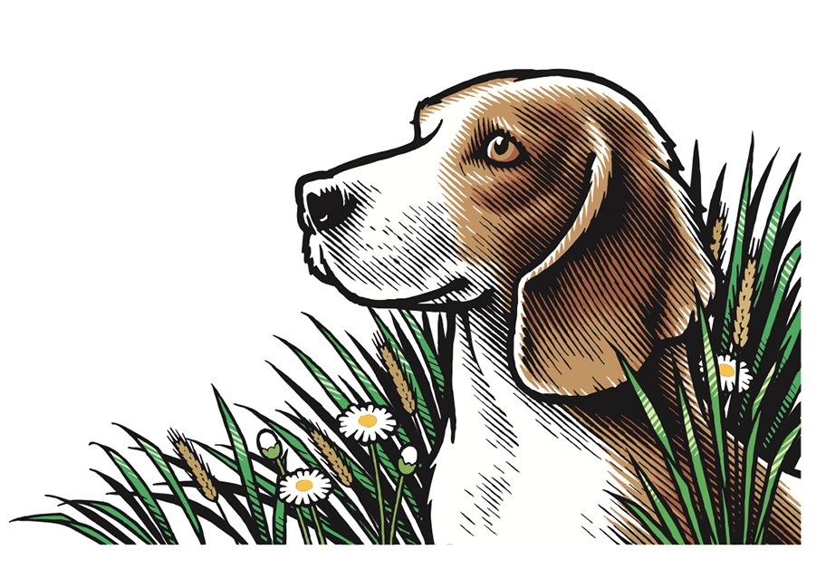 Vector art illustration of a beagle for packaging
