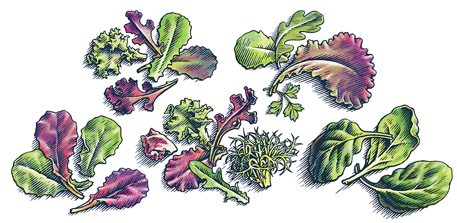 Illustration of mixed greens for packaging
