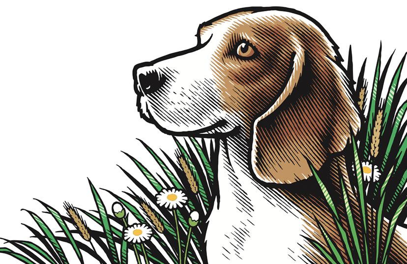 Vector art illustration of a beagle, created for a dog food company.