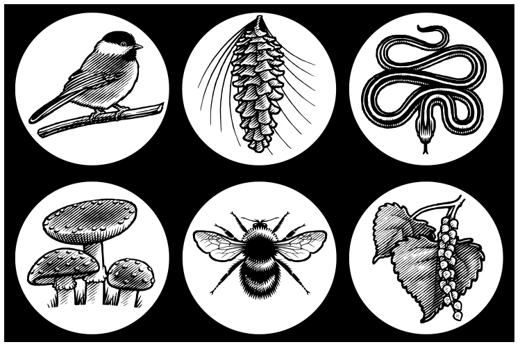 Woodcut style pen and ink icon illustrations of plants and animals for signage.