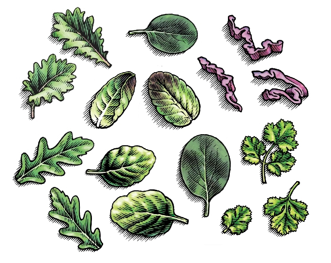 Pen and ink and watercolor leaves drawn and painted by the illustrator Ken Jacobsen.